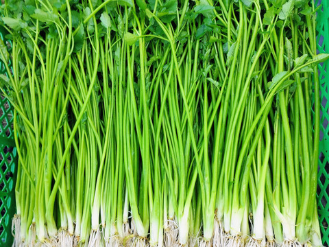 清流の恵み 蔵王セリ500ｇ 宮城県産セリ