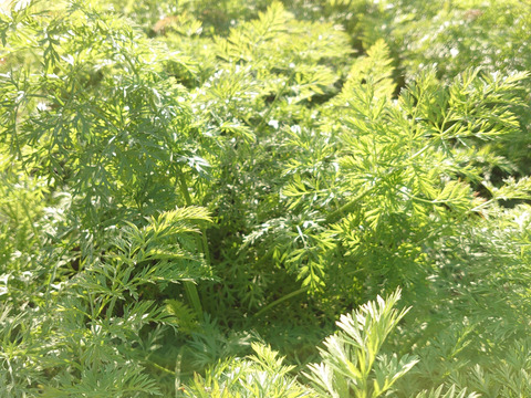 【農薬化学肥料不使用】甘くて栄養豊富！にんじん 人参 ベーターリッチ 箱込み2kg