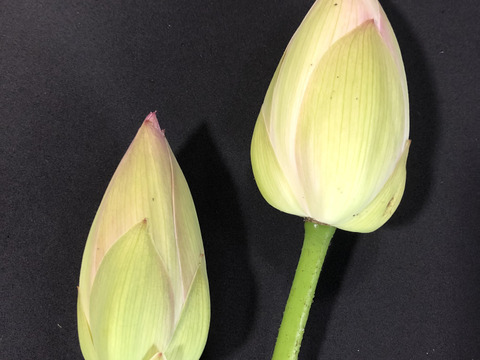 蓮の花【２本入】期間限定　ハスの花（蕾の状態）　観賞用　お供え用　【久保の蓮根】