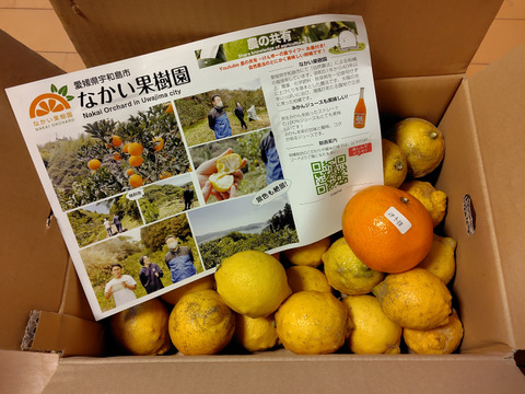 レモン Ｂ品（箱重量込み４㎏ ）【自然栽培】農薬不使用・化学肥料不使用・除草剤不使用