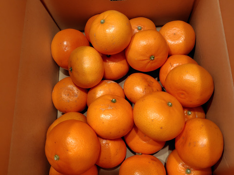 本州向け・せとか★家庭用4.3K