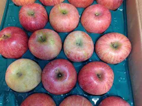 すぐ発送！農薬半減栽培葉取らず樹上完熟サンふじ5k16-23家庭用訳あり　蜜入りもあり❣️　りんご