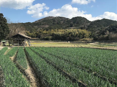 【定期便3ヶ月/淡路島玉ねぎ３kg】特別栽培　ひょうご安心ブランド認証取得の定期便