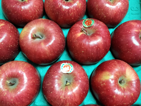 発送開始！完熟葉とらずサンふじ🍎約10㎏