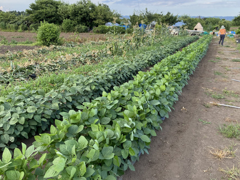 Sサイズ＊茨城県産旬野菜セット(約6〜7品目)：茨城県産の野菜