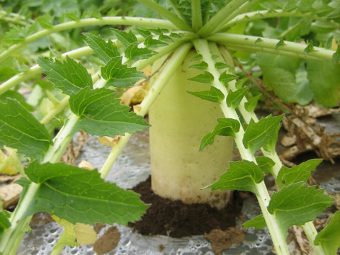 大根 Mサイズ 12本