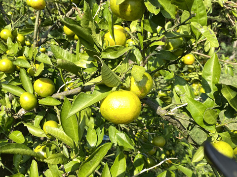 【自然栽培】早生みかん（2kg)