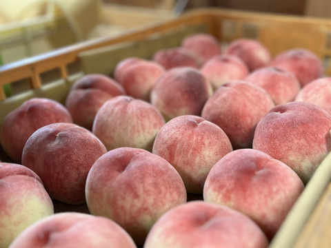 【今年初出品❗️予約限定50箱❗️】　
和歌山県産　〈白鳳〉約2㎏ 　7〜8玉入り
贈答用にも❕