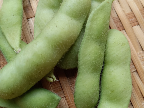 子供に食べさせたい🐻🐼🦁【数量限定❗❗】旬の枝つき枝豆🥬🥦🫑🍺６㎏❗❗✨✨✨ばぁばのモノスゴイ野菜😋🍙