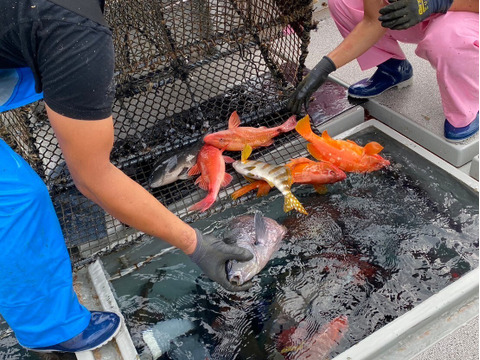 【全身トロと言われる美味しさ】彗星の如く現れたサラブレッド『幻のスマガツオ』業界初パウダースノー冷凍で最高鮮度の本格刺し盛りをご自宅で🐟20代女性漁師が手掛ける甑島ブランド【冬ギフト】【12月中旬】