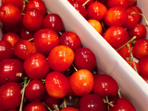 【 さくらんぼ:紅秀峰 】 山形県天童産   1kgバラ詰め【 最終2日間限定10箱🍒 】御中元•ご家庭用【 朝どれ 】