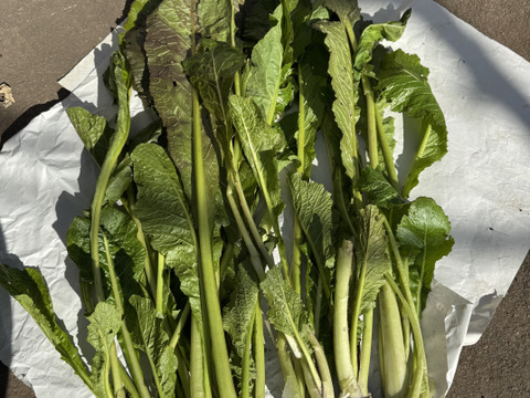 【冬バーゲン★】 農薬不使用 野沢菜3kgと冬の野菜サービスセットのお届けです 野菜