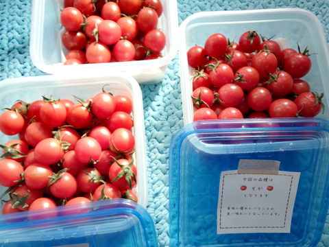 石井食品おまけ付　食卓に笑顔を　真っ赤なみにとまと 1.5kg【トマト食べ比べ】