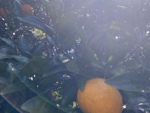旬の柑橘　訳あり夏みかん6kg