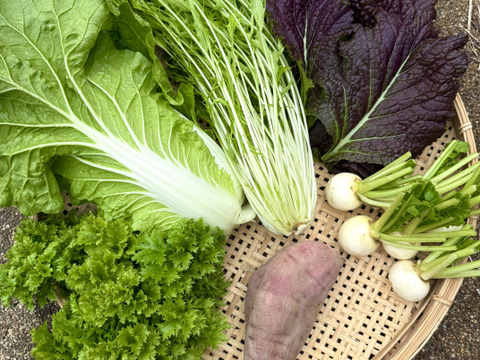 （農薬・化学肥料不使用）【１～２人分（５～６品目）】お任せ旬の野菜セット