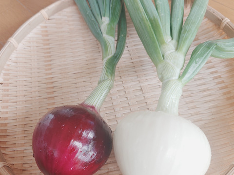 淡路島産たまねぎ赤【予約販売開始　数量限定】自然栽培★希少★固定種 在来種専門農家
（ 淡路産Awaji369farmからお届け）農薬不使用　無肥料栽培　内容【淡路島産　固定種　赤玉葱】3キロ