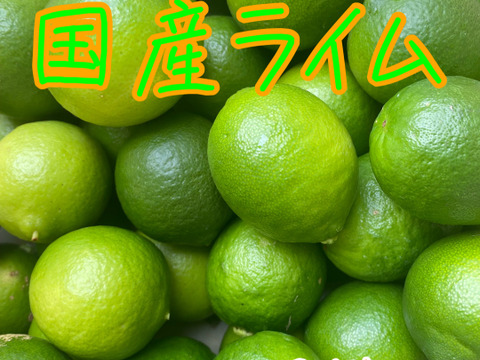 希少な国産　ライム　1kg    宅配コンパクト