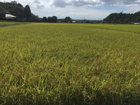 ✳︎新米✳︎令和7年度産★季節の野菜プレゼント付★【白米3キロ】クラフト袋入　　ふっくら・もちもち✴︎冷めても美味しい〜　【深田のお米】千葉県産コシヒカリ