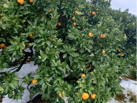 残りわずか・・・愛媛県西宇和産【真穴みかん】10kg　西宇和みかん