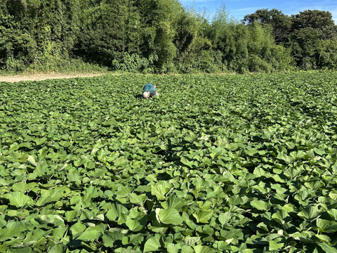 【400g】丸干し｜農薬不使用・完全天日干し