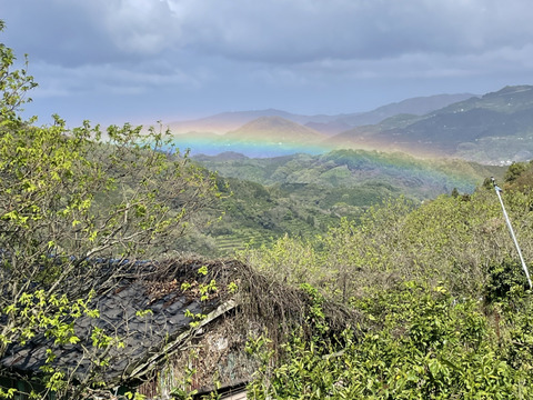 【発送開始】やまの実農園の訳ありせとか5ｋｇ(ご家庭用)