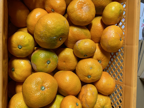 【大特価】加工用みかん　10キロ