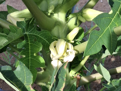 1点限り‼青パパイヤ❣　(農薬不使用栽培)2kg