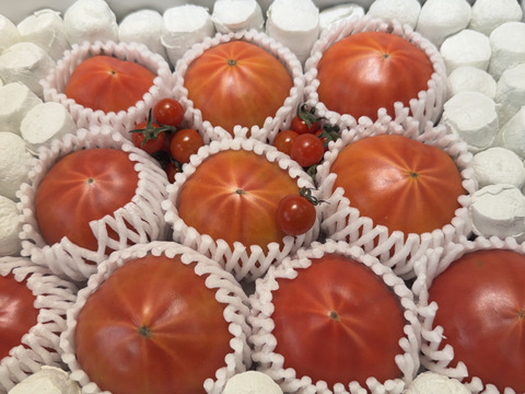 予約★平均糖度10度！★完熟★名水育ち★究極のフルーツトマト「海部川のしずく」1kg(8〜25個)　品種は驚きの桃太郎！