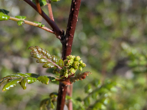 山椒の新芽（生）葉付き　約10本　農薬一切不使用　天然栽培