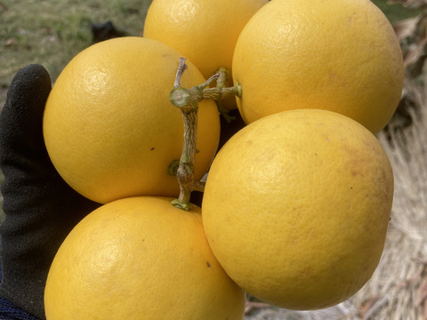 珍しい！国産グレープフルーツ5㎏【化学肥料不使用/農薬使用30％未満】