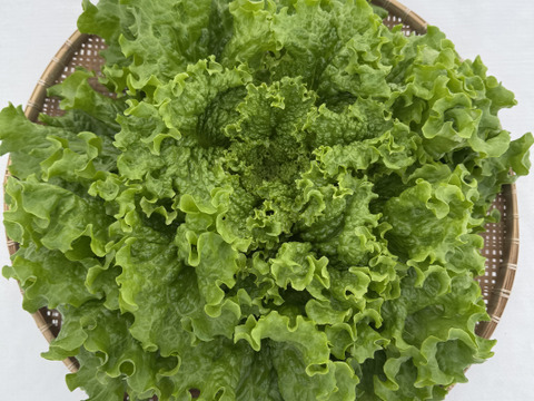 4〜5種類入り🌱UCHIPONIFARM 🐟丸かじりおすすめ‼️サラダセット🥗