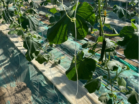 【味や実入りはA級品】きゅうり社長の朝どれ新鮮きゅうり！埼玉本庄産／不揃い訳あり／クール配送5㎏（25〜30本）