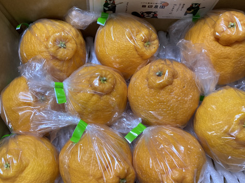 4.5kg箱を２つまとめて 熊本産 不知火デコポン 味恋みかん 不知火 デコポン同品種 秀品 3.5~4.0kg 9~13玉 2L~4L 熊本 愛媛