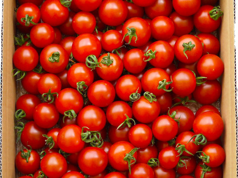 完熟のを収穫！中玉トマト2kg