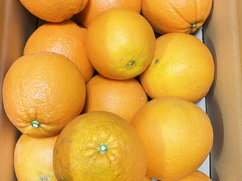 愛媛県中島産の白柳ネーブル　サイズ混合5キロ