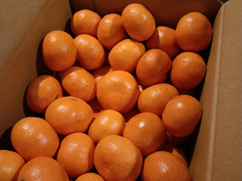 【アワード受賞福袋】　ブサ皮こつぶちゃん＆お豆ちゃん　大集合　2.5kg