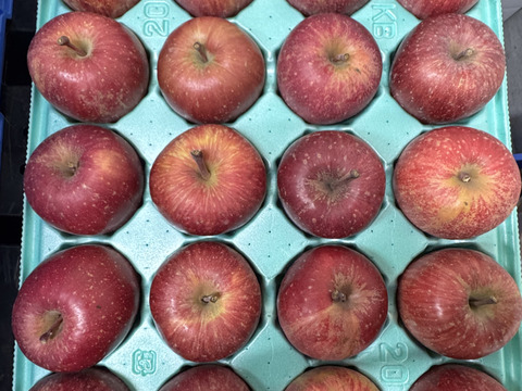 青森県産りんご　小ぶりで食べやすい　訳あり小玉りんご　葉取らずふじ【訳あり5kg 20個〜25個】