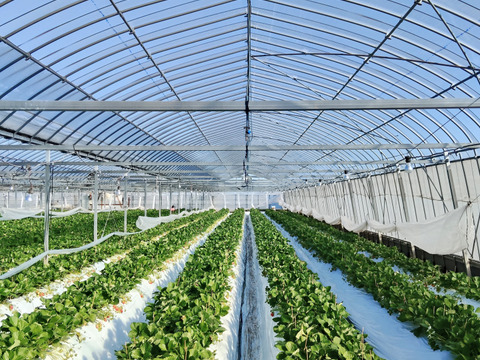 冷凍いちご1kg（500g×2袋）｜ヘタ取り済み・真空冷凍｜宮崎県産やよいひめ｜スムージー・ジャム用（家庭加工向け）