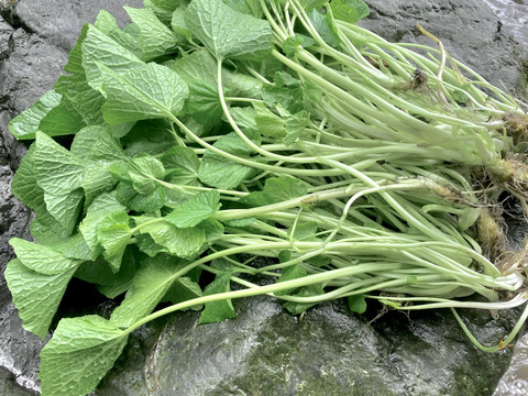 【爽やかな辛味】天然清流葉わさび