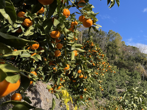 【本場・下津蔵出しみかん】土壁蔵で木箱仕込みし寝かせた熟成みかん｜農家直送