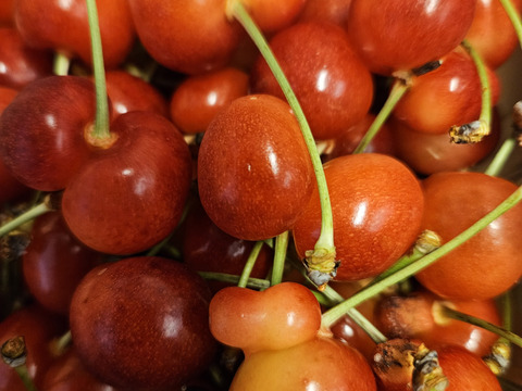5月限定価格🍒限定30箱 】【 さくらんぼ:佐藤錦 】山形県天童産