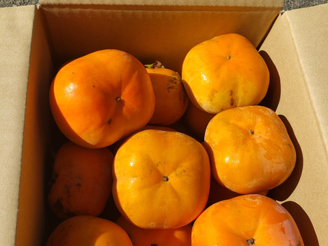 三重県産次郎柿12個約3kg極力農薬使用せず。