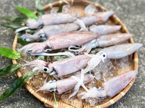 酒のあてに最高‼️【冷凍】とれたて新鮮‼️徳島宍喰産アカイカ(ケンサキイカ)約600g