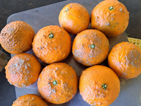 南津海家庭用2kg