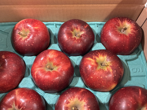 次は来年です🍎【色も濃い味も濃い】秋映3キロ箱6玉〜15玉サイズ 商品ID42530 りんご3兄弟 9月 10月 長野県 信州 安曇野 リンゴ 幻 幻のリンゴ 予約 希少 旬