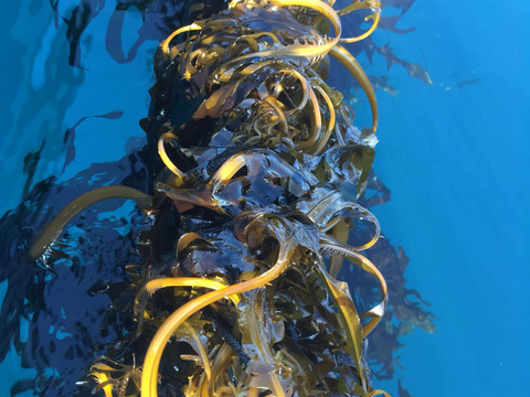 【期間限定】えびすワカメ2P【早採り】2/15より発送｜岩手県越喜来湾崎浜産