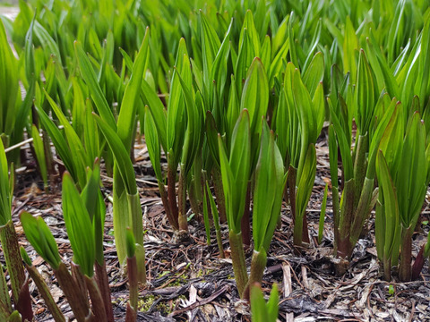 【秋苗10月発送！】4年物 20本　行者にんにくの苗根