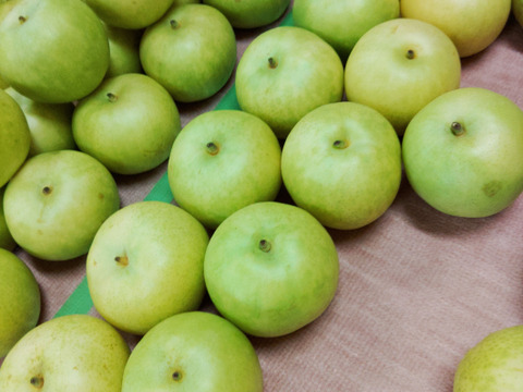 鳥取の！二十世紀梨 × 2箱【送料が1箱分お得です】