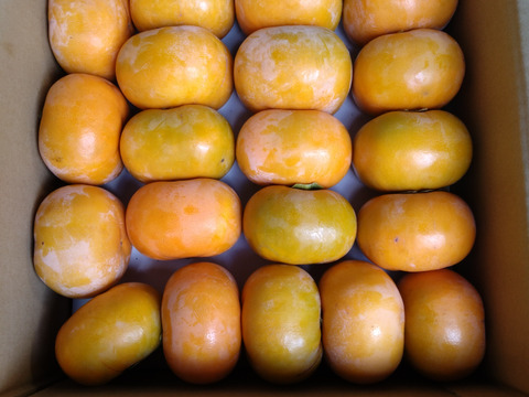 【送料500円引き】和歌山県産 ひらたねなし柿 5kg（箱込み）