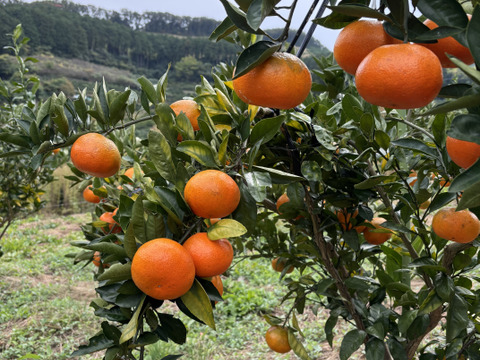 【農薬不使用】熊本産紅早生みかん約5キロ
